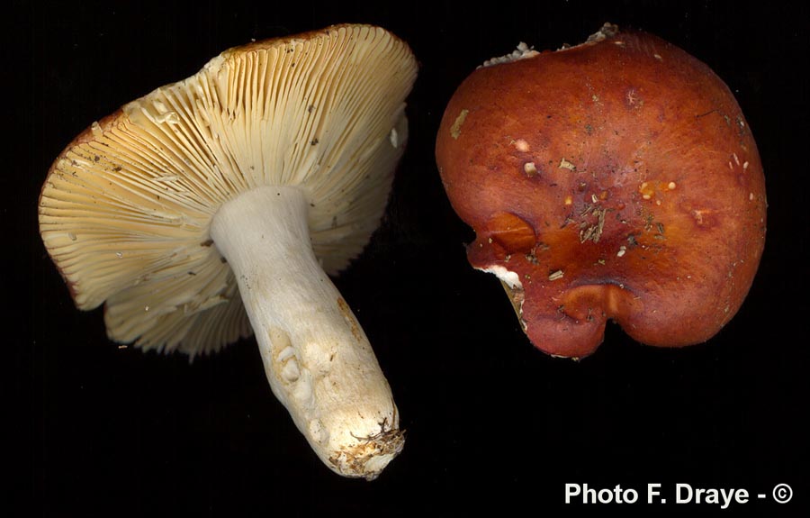 Russula velenovskyi