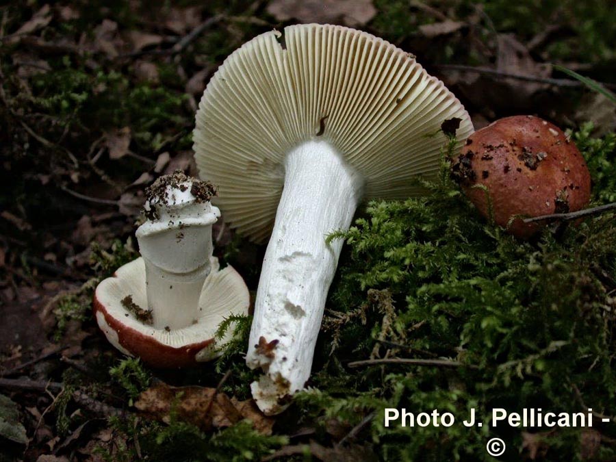 Russula velenovskyi