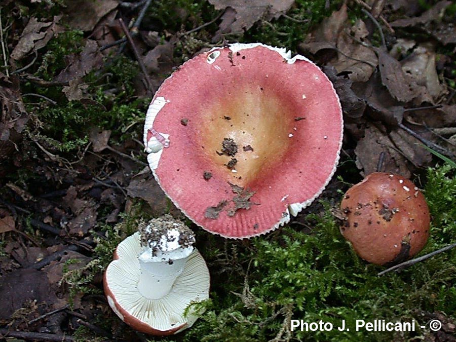 Russula velenovskyi