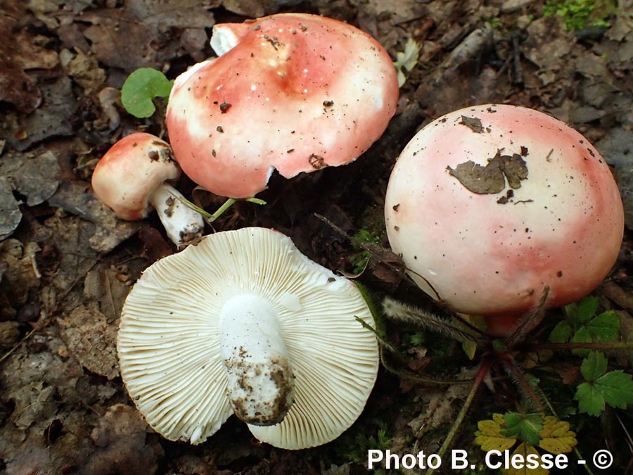 Russula velutipes