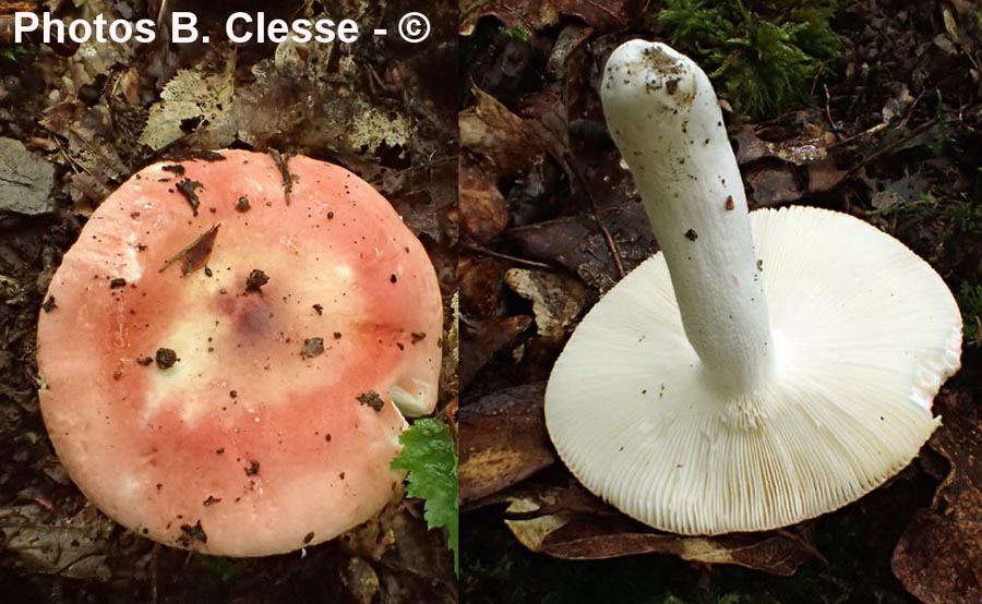 Russula velutipes