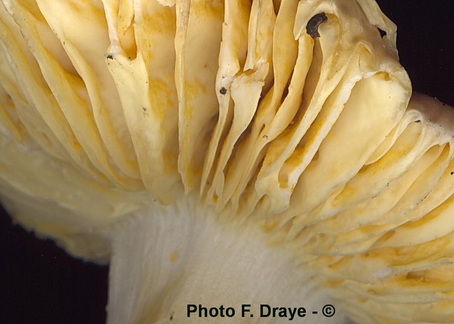 Russula versatilis