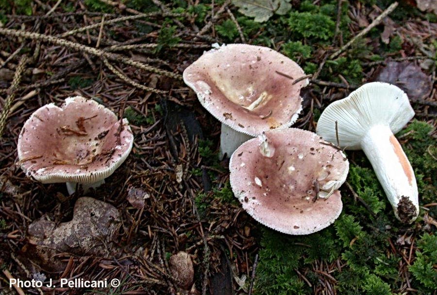 Russula vesca