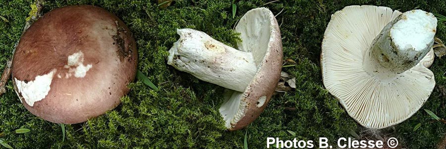 Russula vesca