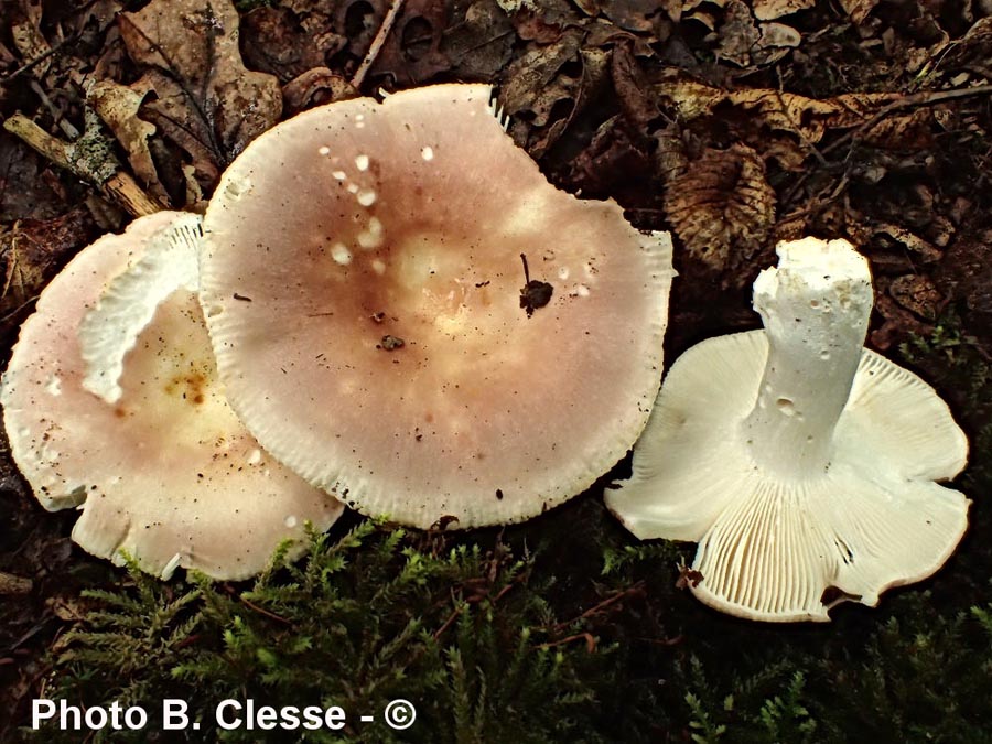 Russula vesca