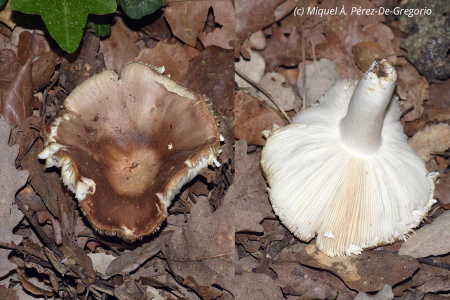 Russula vesca