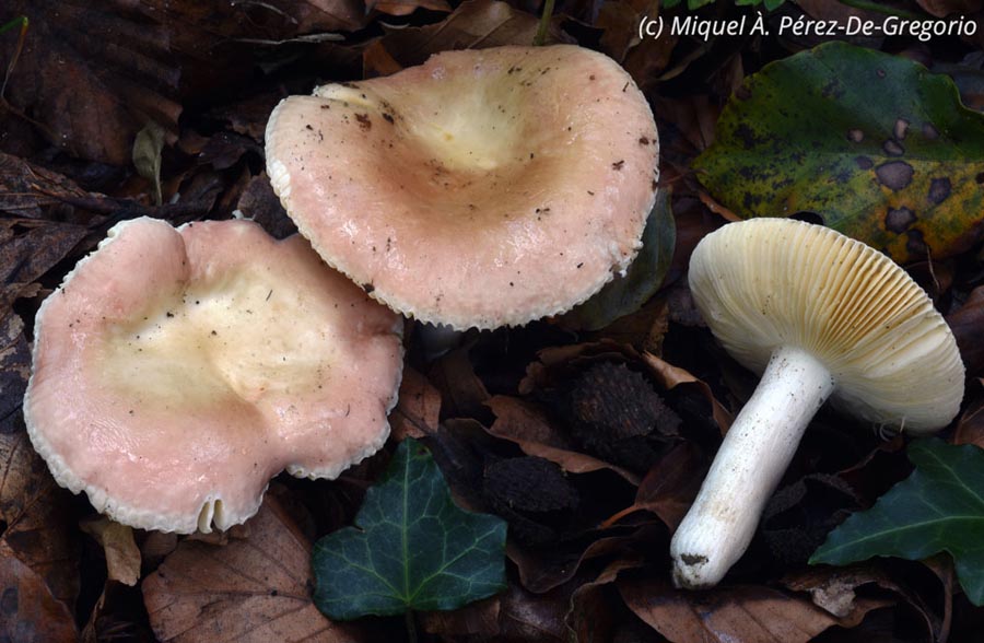 Russula veternosa