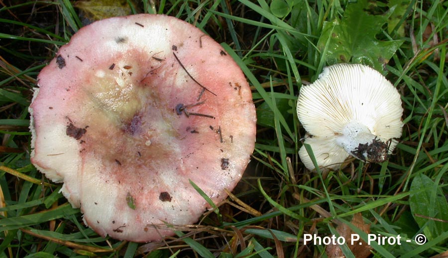 Russula veternosa