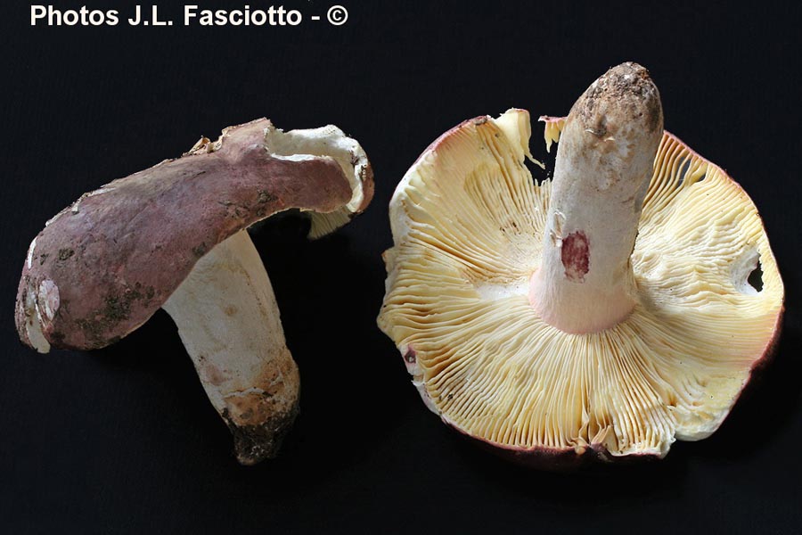 Russula vinosobrunea