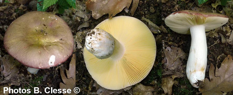 Russula vinosobrunea