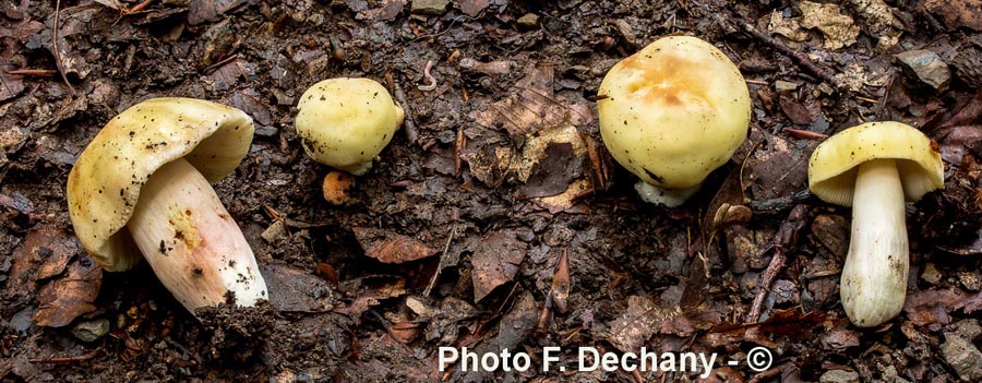 Russula violeipes