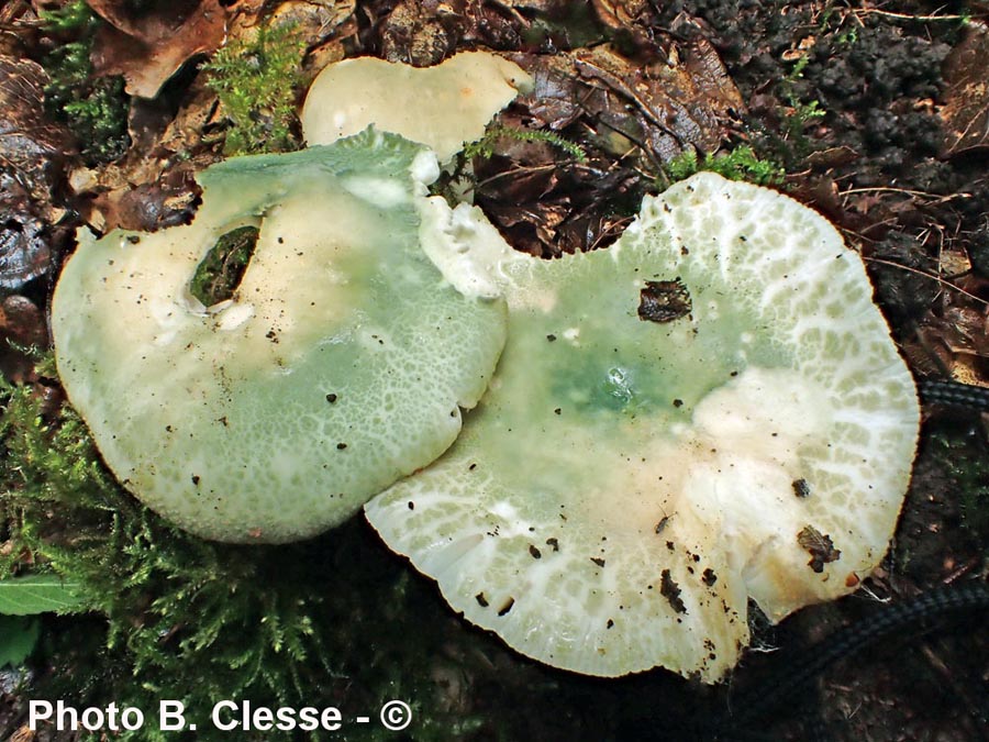 Russula virescens