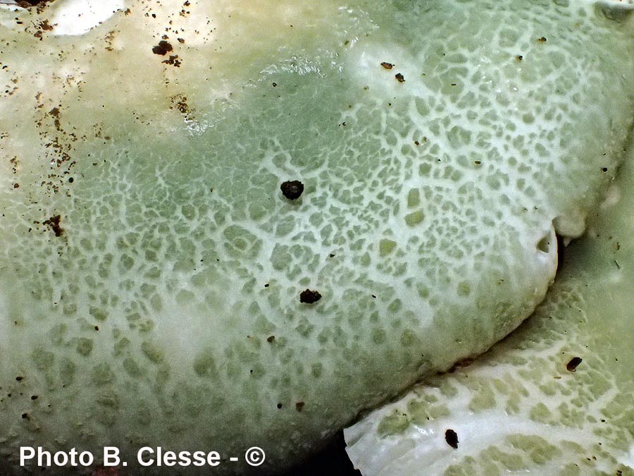 Russula virescens