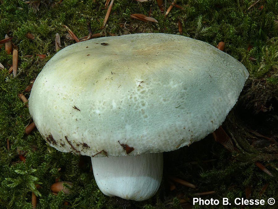 Russula virescens