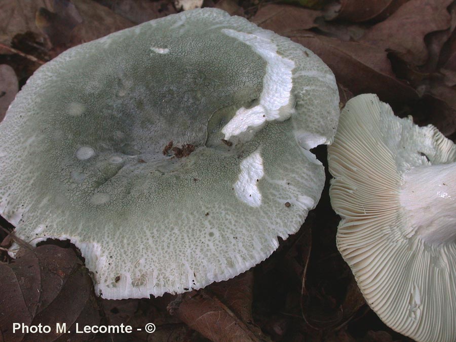 Russula virescens