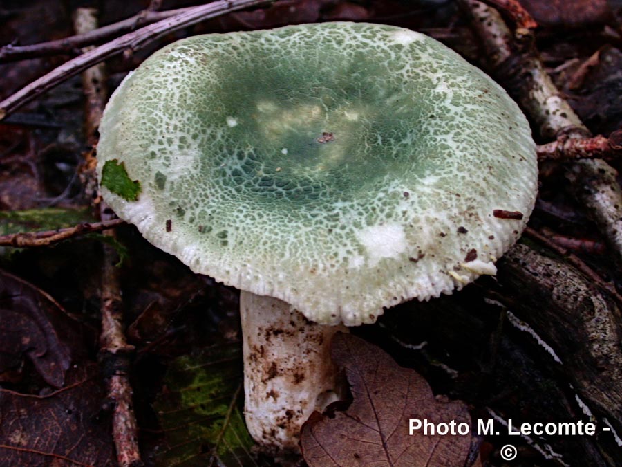 Russula virescens