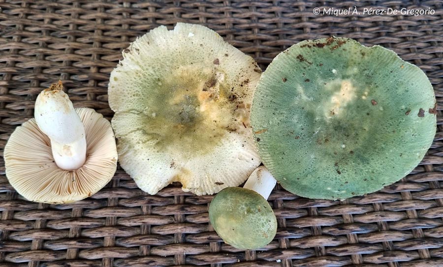 Russula virescens