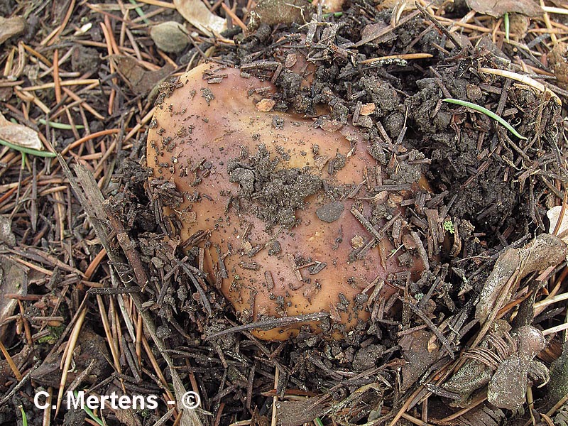 Russula viscida