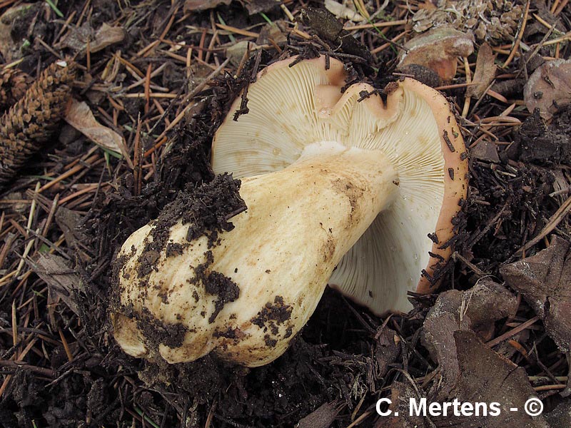 Russula viscida