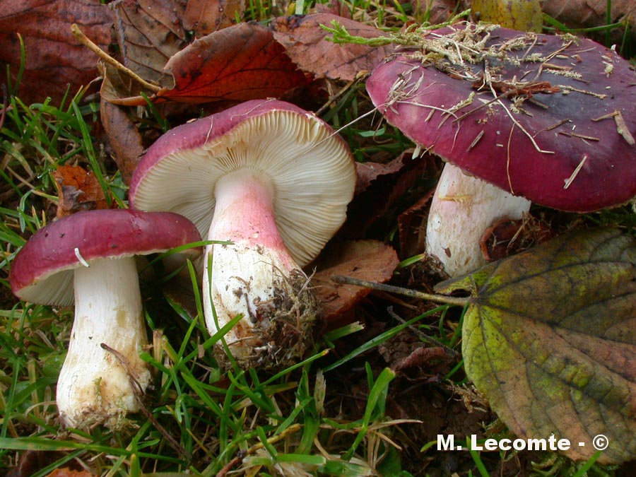 Russula xerampelina var. rhodopoda