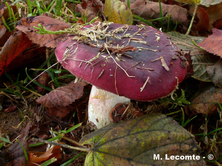 Russula xerampelina var. rhodopoda