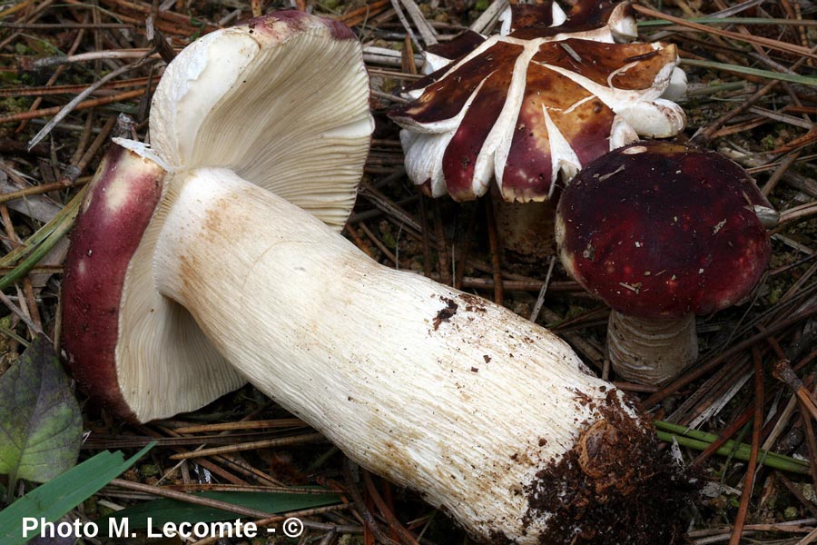 Russula xerampelina