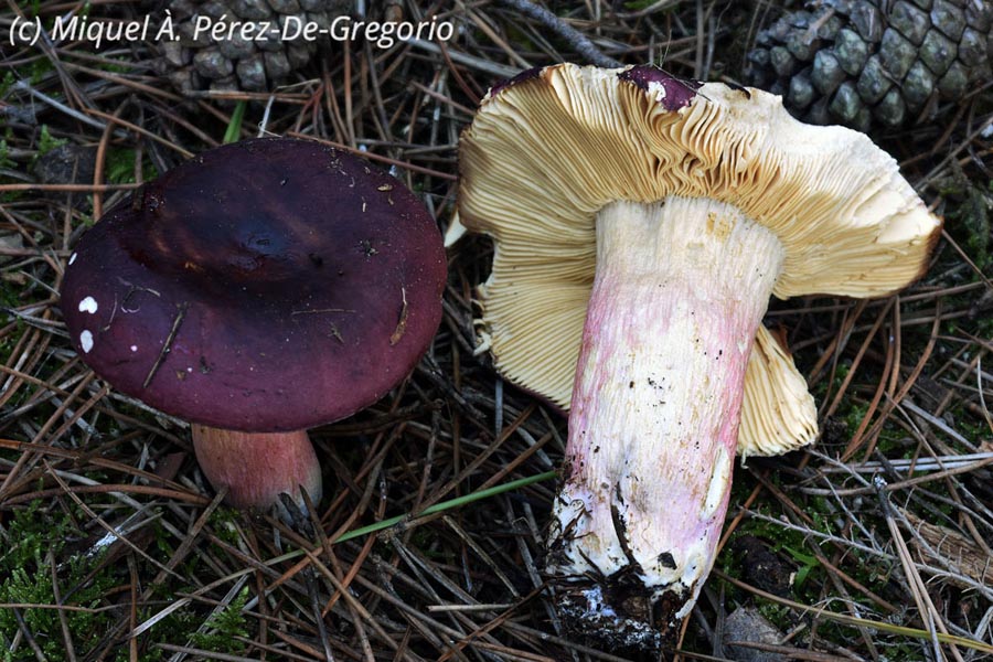 Russula xerampelina