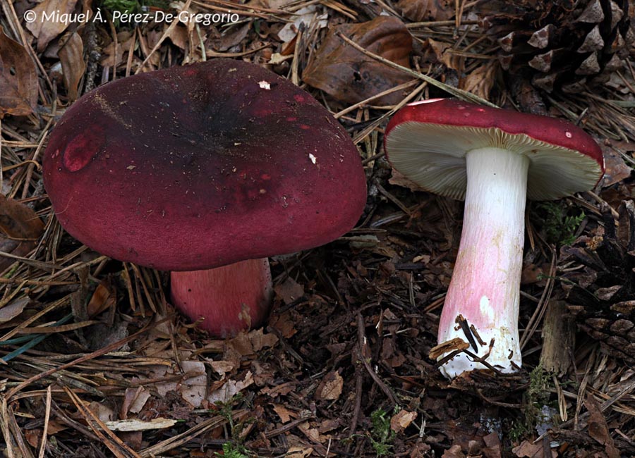 Russula xerampelina