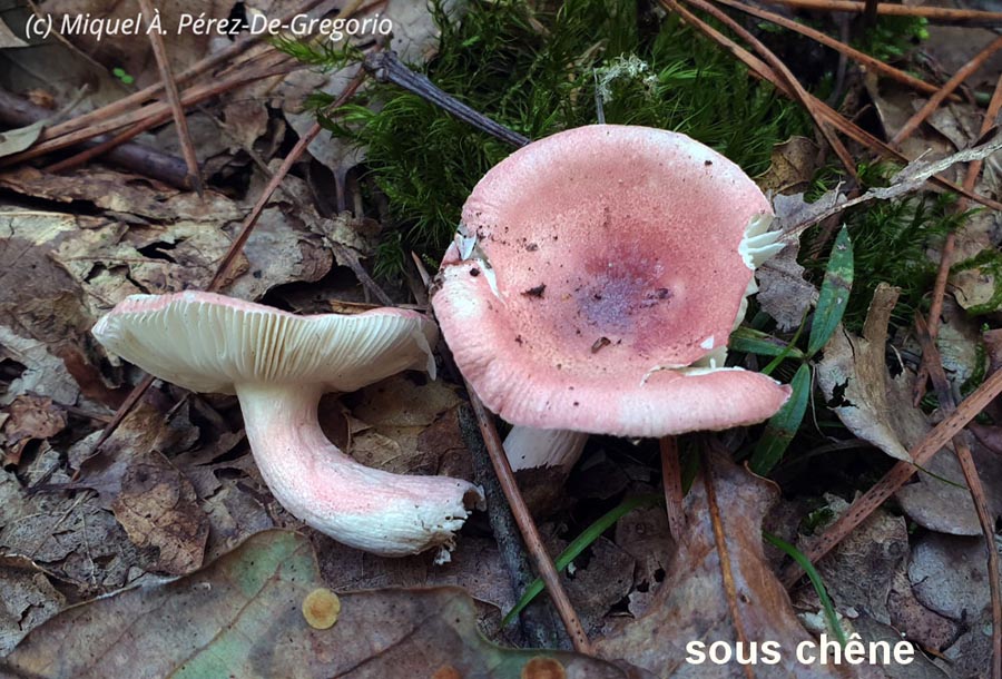 Russula zvarae var. pusilla