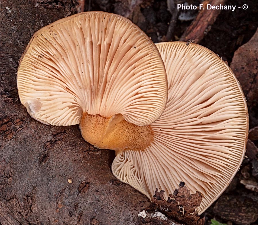 Panellus serotinus (Sarcomyxa serotina)