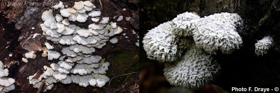 Schizophyllum commune