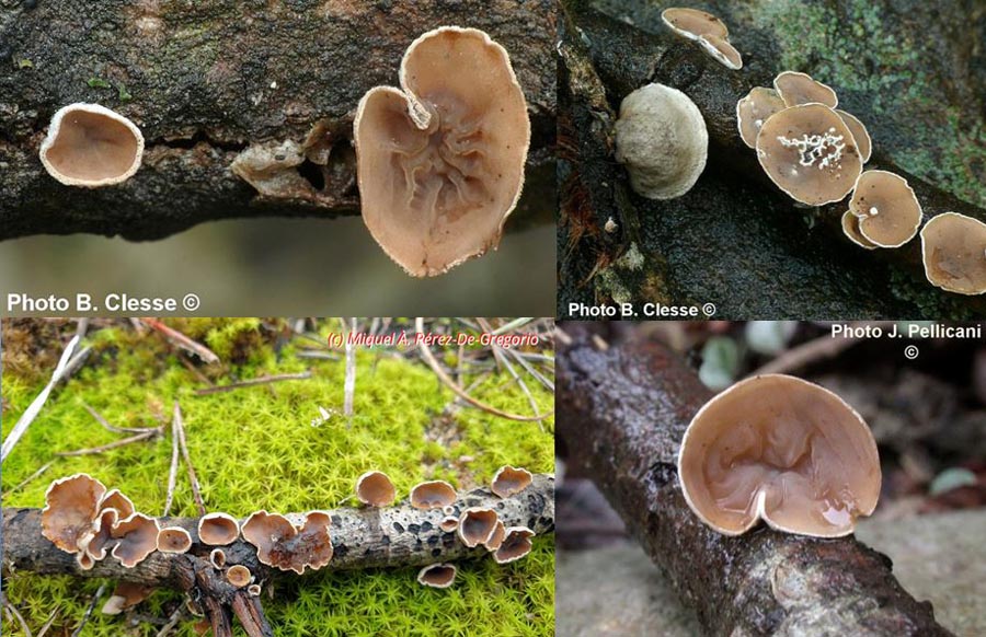 Auriculariopsis ampla (Schizophyllum amplum)