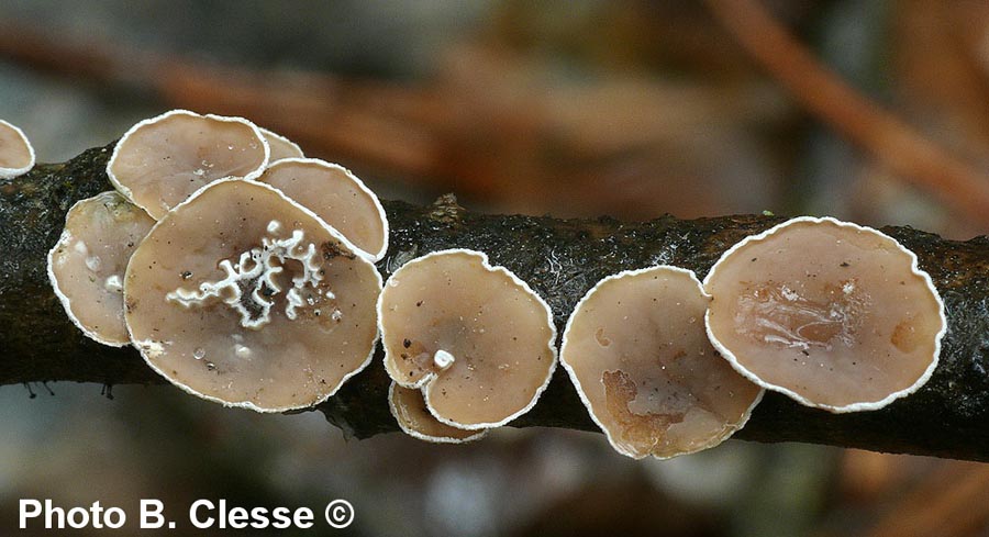 Auriculariopsis ampla (Schizophyllum amplum)