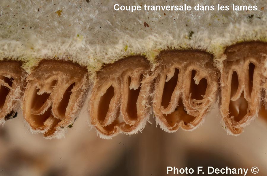 Schizophyllum commune