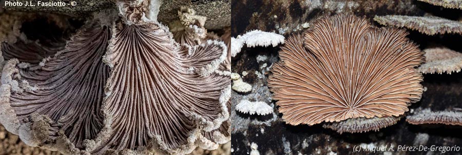 Schizophyllum commune