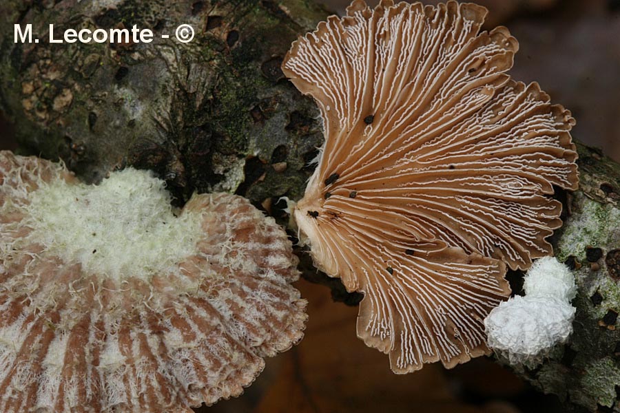 Schizophyllum commune