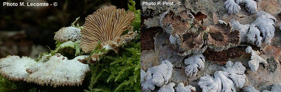 Schizophyllum commune