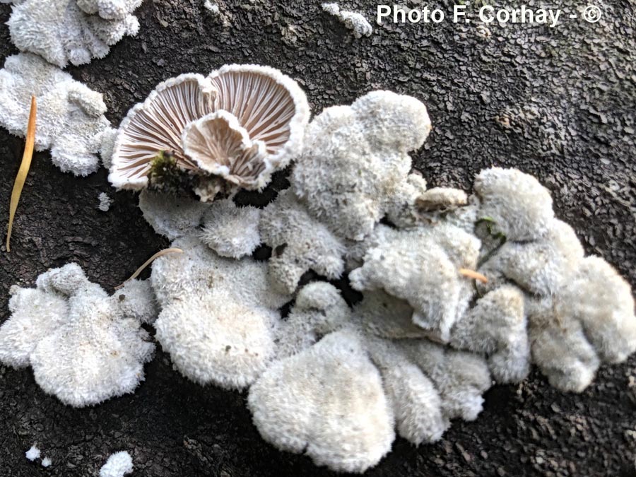 Schizophyllum commune