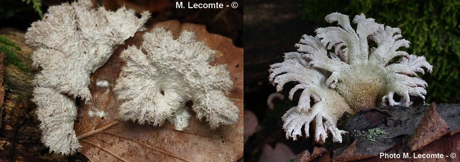 Schizophyllum commune