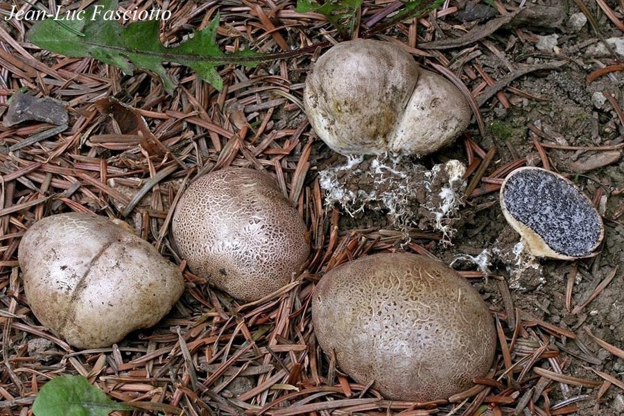 Scleroderma bovista