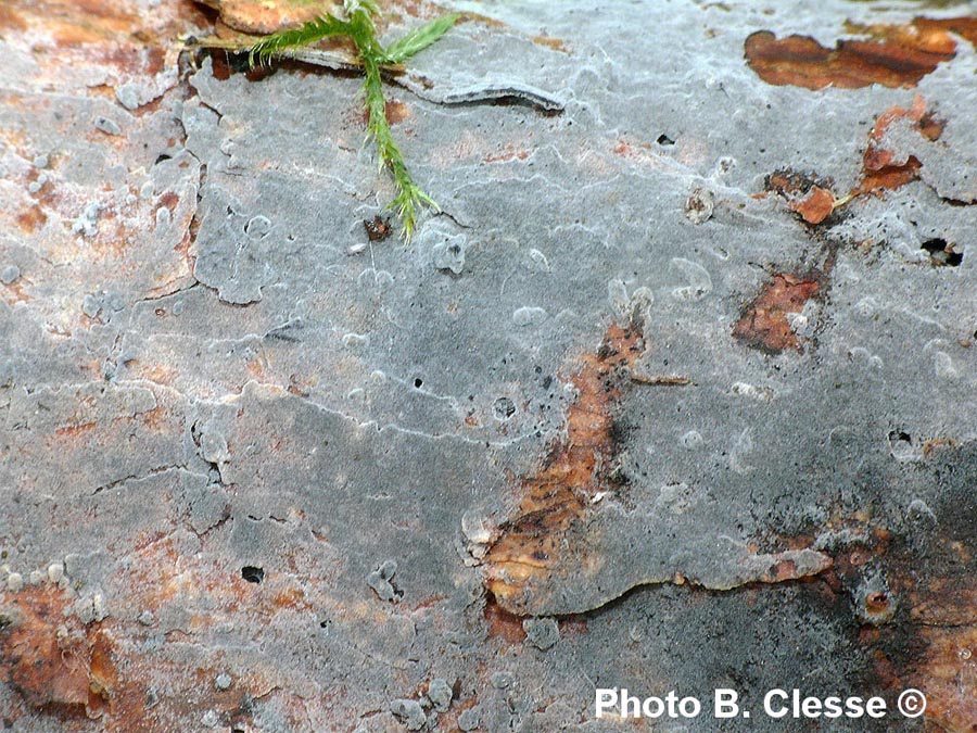 Scotomyces subviolaceus (Hydrabasidium subviolaceum)