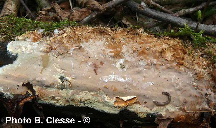 Scytinostroma hemidichophyticum (Scytinostroma portentosum)