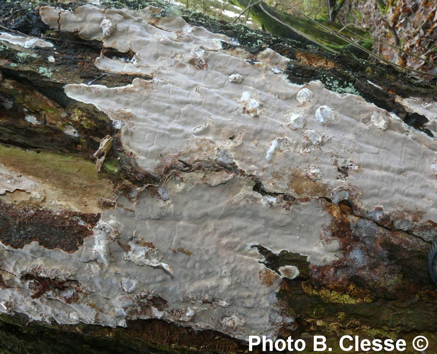 Scytinostroma hemidichophyticum (Scytinostroma portentosum)