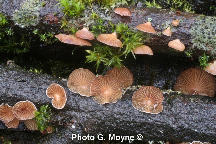 Panellus ringens (Scytinotus ringens)