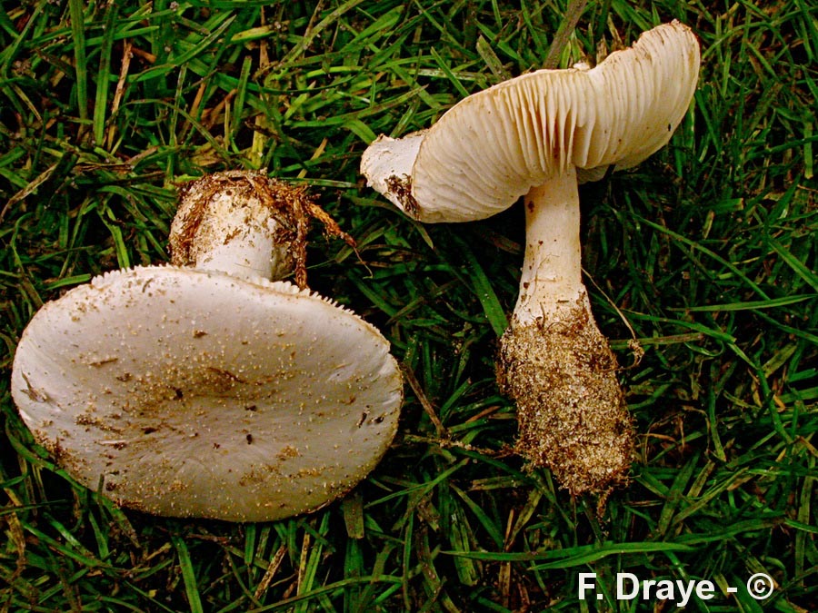 Sericeomyces subvolvatus