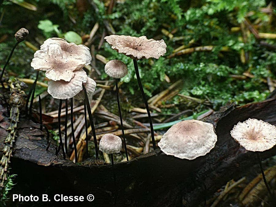 Marasmius androsaceus (Setulipes androsaceus) (Gymnopus androsaceus)