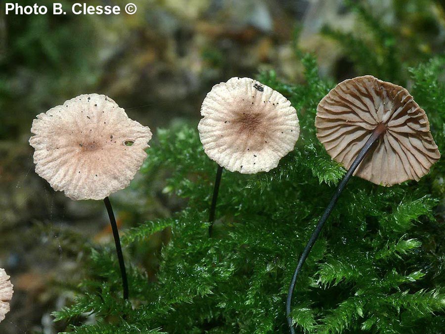 Marasmius androsaceus (Setulipes androsaceus) (Gymnopus androsaceus)