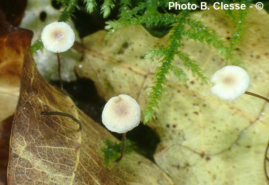 Setulipes quercophilus (Gymnopus quercophilus)