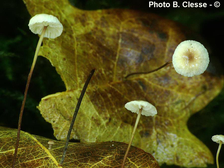 Setulipes quercophilus (Gymnopus quercophilus)