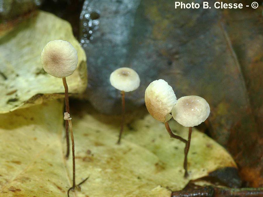 Setulipes quercophilus (Gymnopus quercophilus)